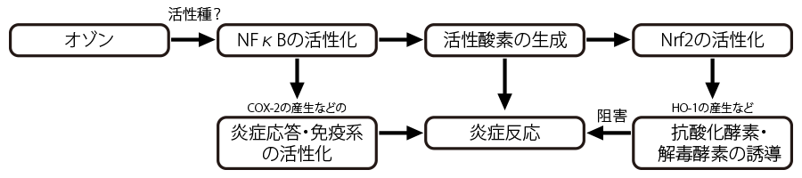 NFκBの活性化を介して生成する活性酸素によってNrf2が活性化される参照図